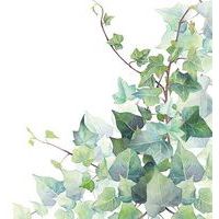 Serviette Hedera blanc - 33cm - Ambiente