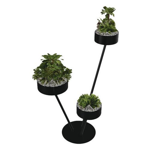 Babylone 3 branches 3 Succulente