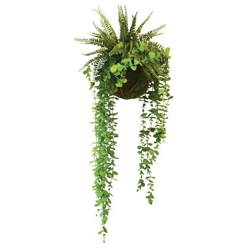Plantes suspendues KYOTO