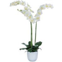 Phalaenopsis orchidée 100 cm - Vepabins