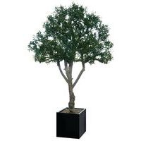 Arbre feuillages OLIVIER