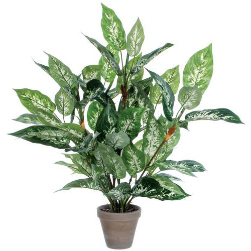 Dieffenbachia_Vepabins Dieffenbachia_Vepabins