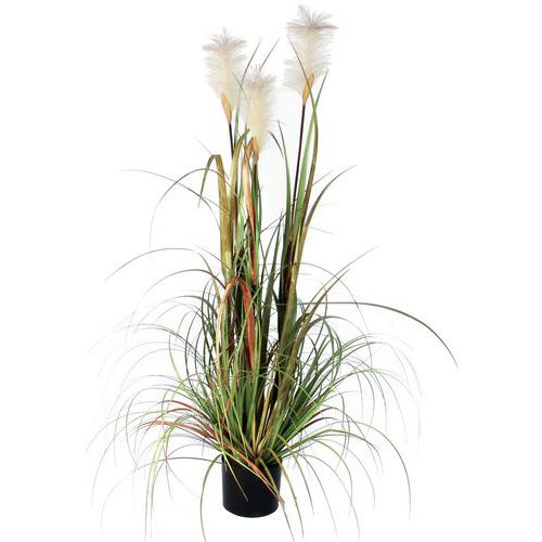 Plante Herbe De Vulpin Vert Hauteur 120cm 0