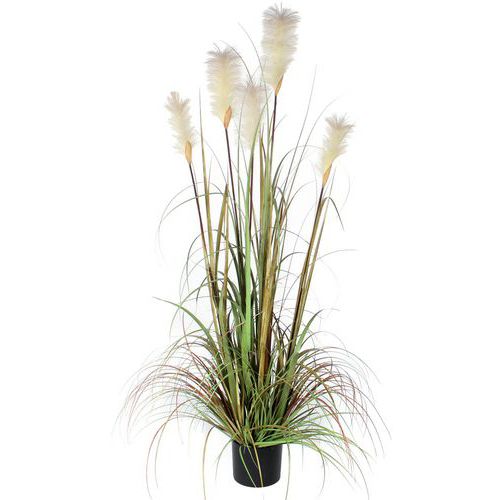 Plante Herbe De Vulpin Vert Hauteur 150cm 0