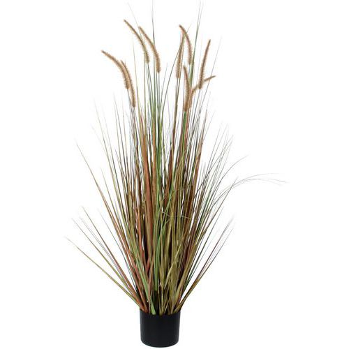 Plante La Crételle Des Prés Vert Hauteur 120cm