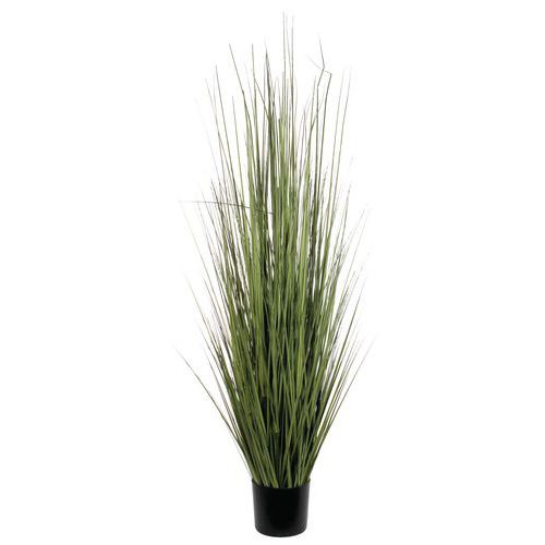Fétuque 153cm_Vepabins Fétuque 153cm_Vepabins