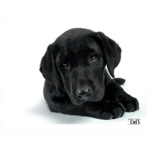 Tapis de souris illustre Dog - TNB Tapis de souris illustre Dog - TNB
