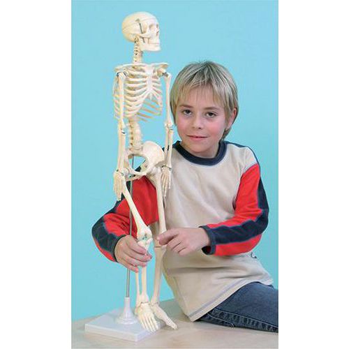 Le squelette humain, taille 80 cm thumbnail image 1