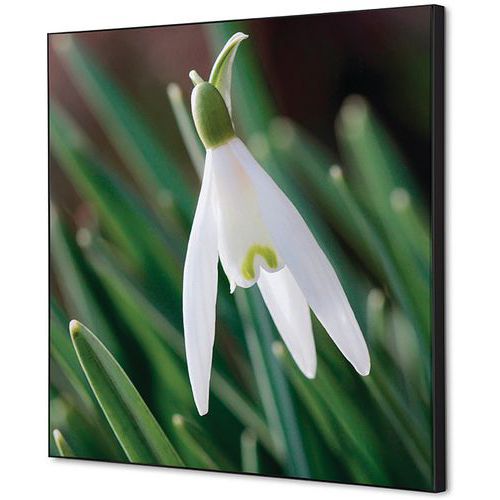 Showdown Displays - Cadre Décoratif Tissu Fleur Blanche Spirée - 40x40cm - Décoration Murale Élégante