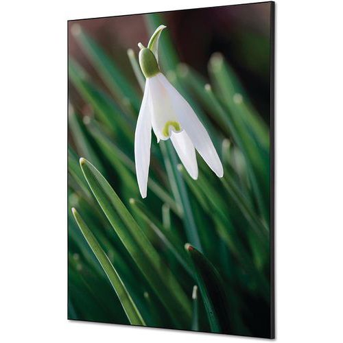 Showdown Displays - Cadre décoratif tissu Fleur Blanche Spirée - 59,4x84,1cm - Décoration murale élégante