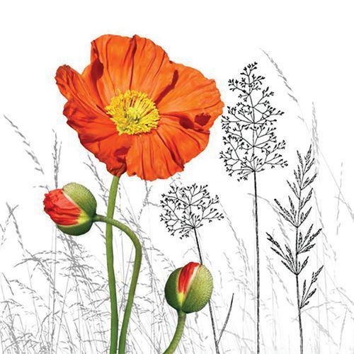 Lot de 20 serviettes Fleur de Pavot Orange! -BRAUN COMPANY Lot de 20 serviettes Fleur de Pavot Orange! -BRAUN COMPANY