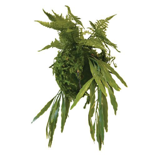 Plantes Suspendues Kyoto Rhipsalis Fougeres